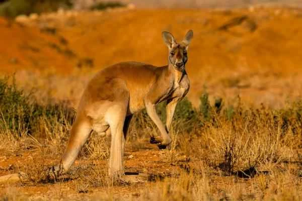 Animales con cola larga - Canguros (Macropodidae)