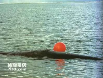 Characteristics and Habits of Whales