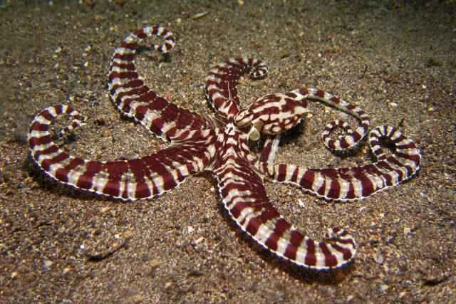 8 incredible octopuses in North Sulawesi