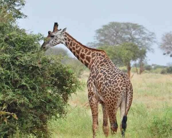 The origin and evolutionary history of giraffes