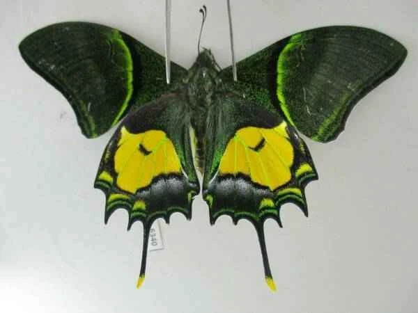 One of the world's ten most precious butterflies is endemic to China.