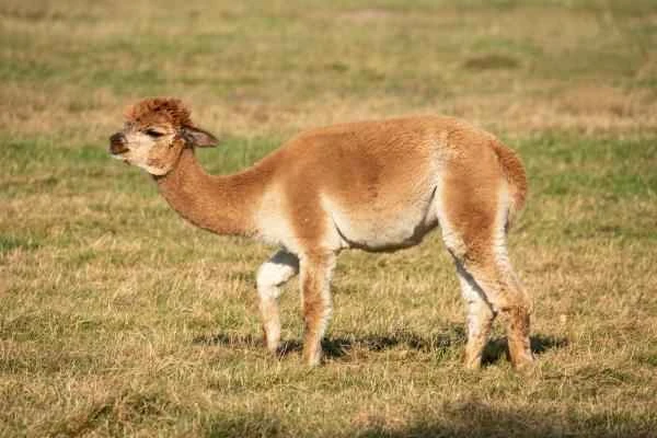 Animales de la sierra peruana - Alpaca (Vicugna pacos)