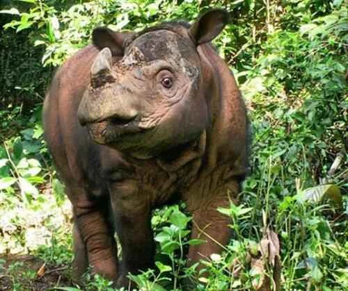 Rare Animals: Exploring the Earth's Most Precious Treasures