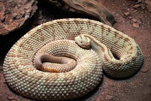 Serpientes de Yucatán - Víbora de cascabel yucateca (Crotalus tzabcan)