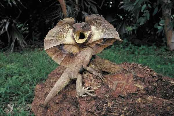 The world's 10 most unique lizards: Explore the wonders of these amazing reptiles