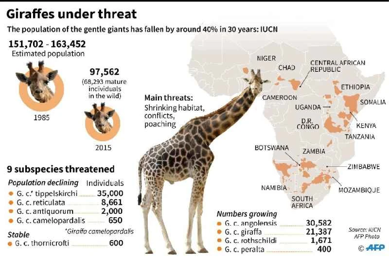 Is the giraffe an endangered animal? A comprehensive understanding of giraffe conservation.