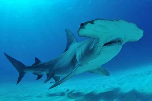 Carnivorous fish: What are they and examples - Hammerhead shark (Sphyrna mokarran)