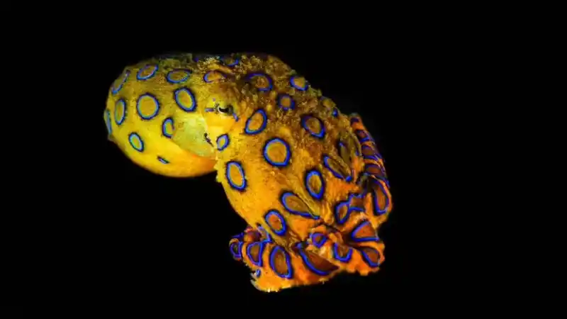 Blue-ringed octopus: the size of a coin, yet the most "hardcore" venomous creature in the sea.
