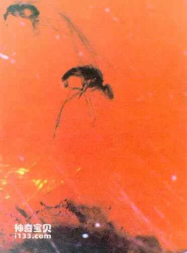 The role of body fossils