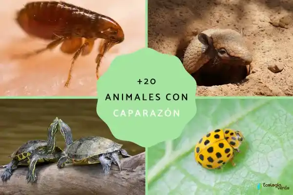 20+ species of animals with "shells/shells" (definitions, types, and typical examples)