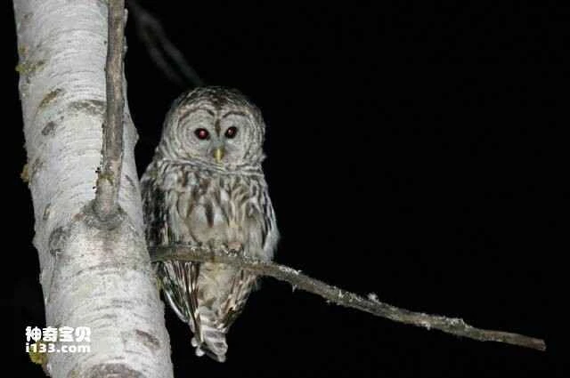 The Ten Most Evil Animals in Rural Areas, the Ten Most Evil Animals in Chinese Folklore