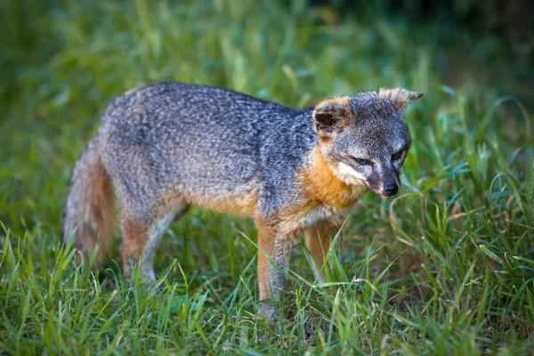 Tipos de zorros - Zorro isleño (Urocyon littoralis)