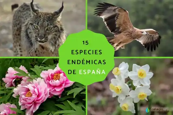 15 animals and plants unique to Spain