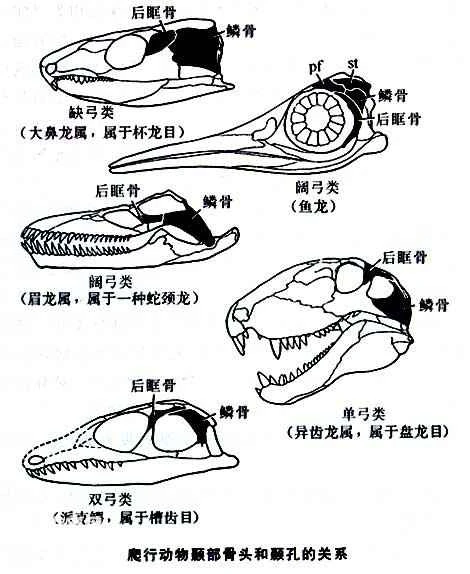 Evolution and characteristics of reptiles