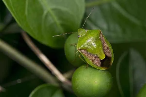 Korean animals - Green bedbug (Plautia stali)