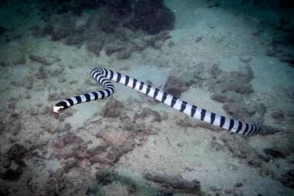 Serpientes marinas: características and ejemplos - Serpiente marina de bandas