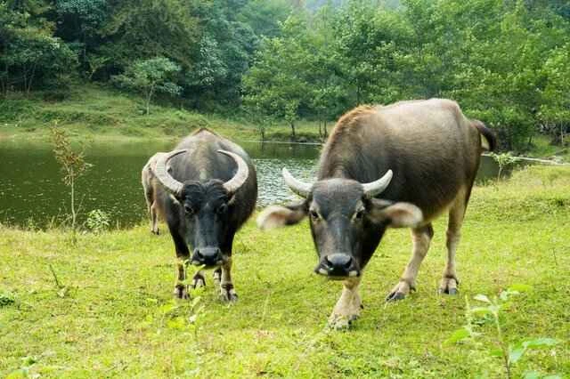 Top 10 Common Ruminants