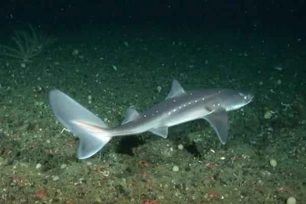 Mediterranean shark - Dogfish (Squalus acanthias)