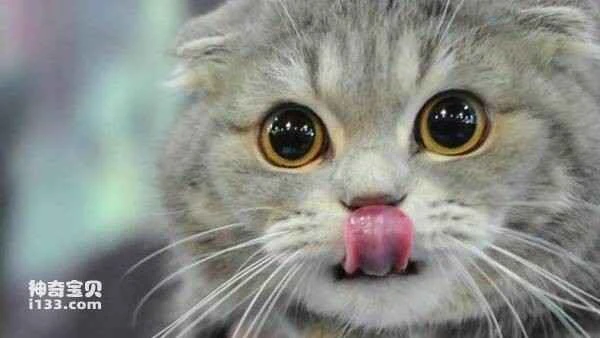 What are some interesting facts about cats? (Amazing facts and tidbits about cats)