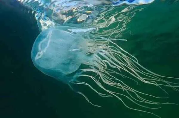 The most poisonous animal on Earth_The deadliest animal on Earth