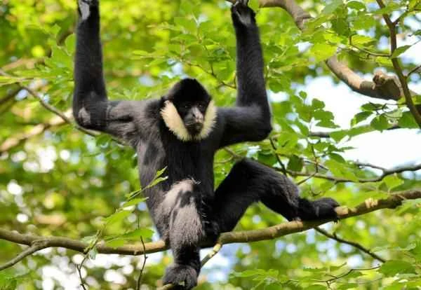 Monos en peligro de extinción - Gibón de cresta negra (Nomascus concolor)
