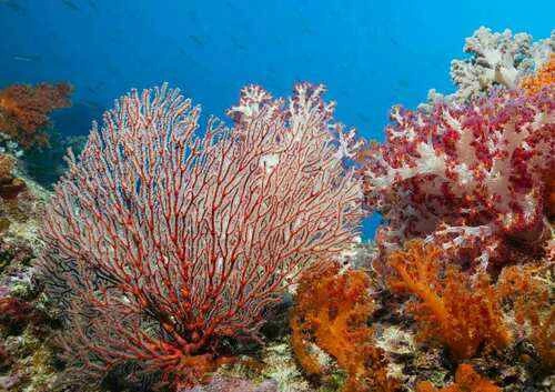 Are corals animals?