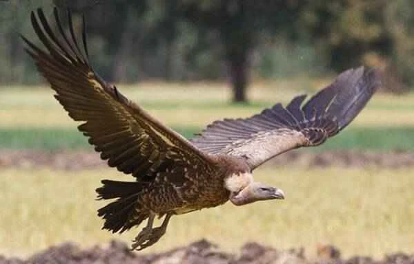 The highest flying animal on Earth