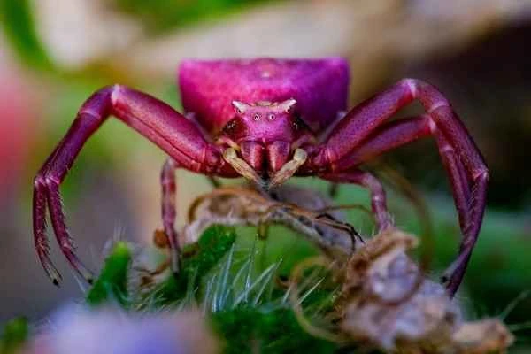 Pink Crab Spider: A Comprehensive Guide