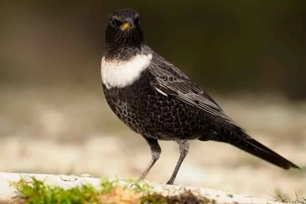 Blackbird species - White-capped Blackbird (Turdus torquatus)