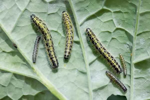 Tipos de orugas - Oruga de la col (Pieris brassicae)
