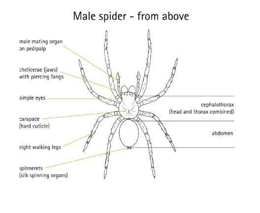 What is a spider?