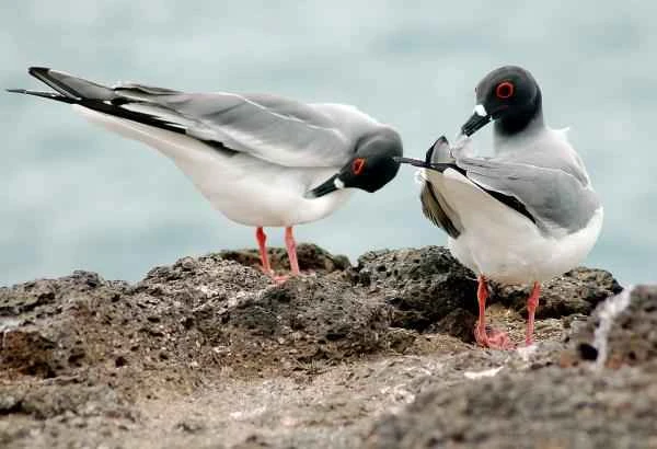 Types of gulls - Swallow-tailed gull (Creagrus furcatus)