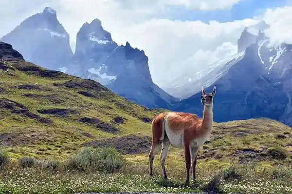40 native Chilean animal species (including scientific names and key points)