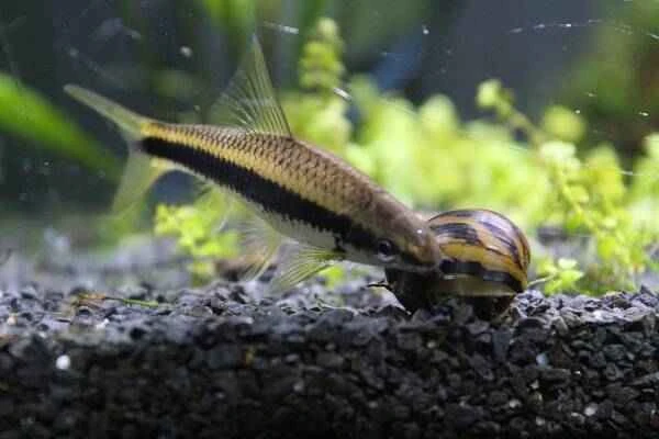 Top 10 Fish for Cleaning Aquariums: Which Fish is Best for Cleaning Aquariums?