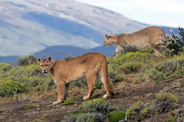 Animales de la sierra peruana - Puma andino (Puma concolor concolor)
