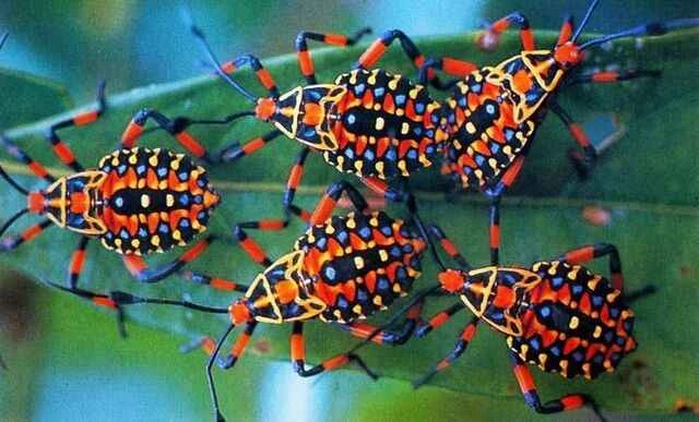 巨型牧豆树虫（Giant Mesquite Bug）