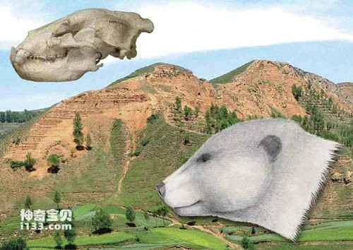 The skull fossil of the ancestral bear Dai and its head reconstruction