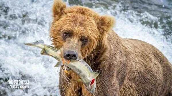 Animals and Numbers: Is the ability to count in animals an innate talent or an evolutionary development?