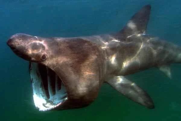 Mediterranean shark - Basking shark (Cetorhinus maximus)