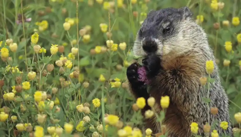 The difference between groundhogs and gophers
