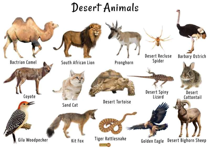 What animals live in the desert: A deep dive into desert life