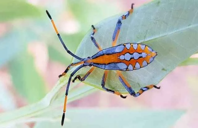 桉树臭虫（Eucalyptus Stink Bug）