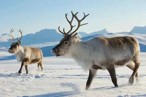 Caribou and North American Caribou: A Story of Two Adaptations in the North