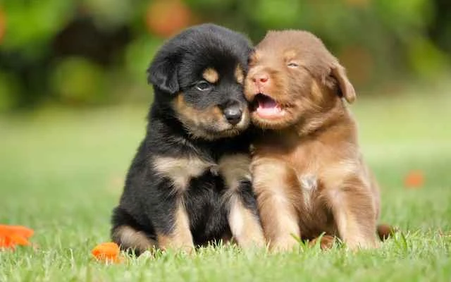 Which animals carry rabies? A deeper understanding of the main animals that transmit rabies.