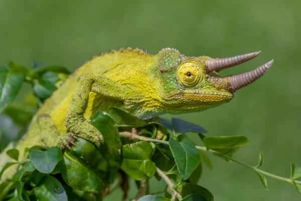 Types of Chameleons - Jackson Chameleon
