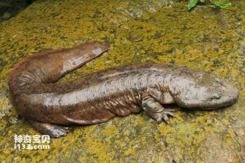Characteristics and life features of giant salamanders