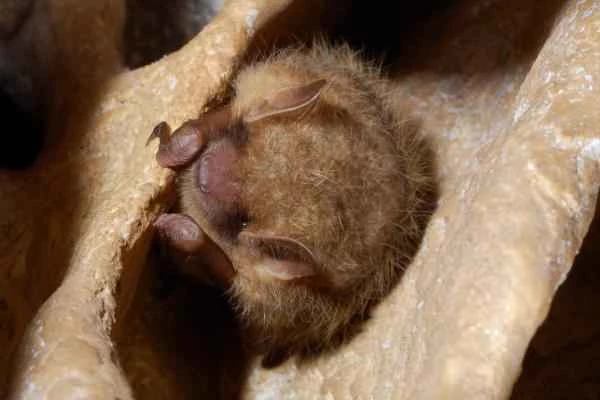 Animals en peligro de extinción en Guanajuato - Miotis mexicano (Myotis velifer)