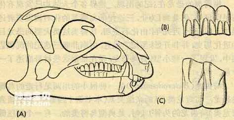 Characteristics of Heterodontosaurus and Lesothosaurus
