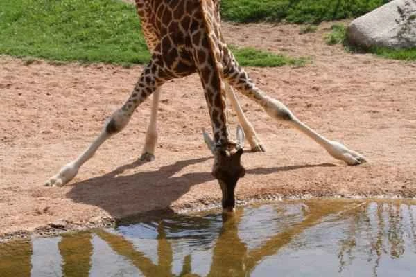 Animales cuadrúpedos: ejemplos y lista - Jirafa (Giraffa camelopardalis)
