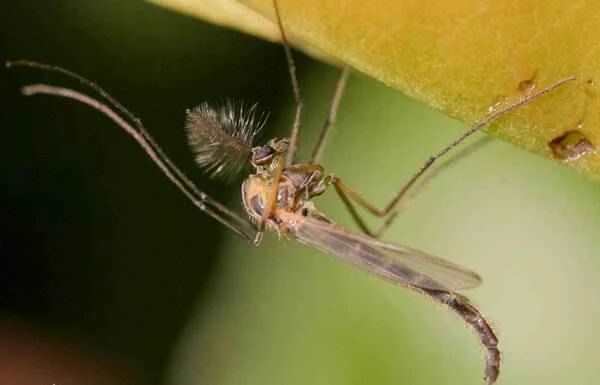 The fastest flapping wing insect on Earth